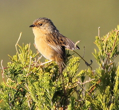 Stipiturus malachurus