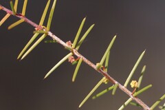 Acacia neobrachycarpa