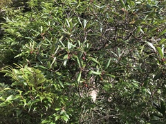 Ternstroemia gymnanthera