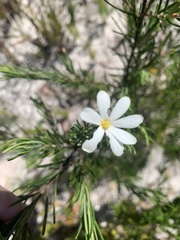 Ricinocarpos pinifolius
