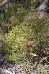 Acacia neobrachycarpa