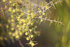 Acacia neobrachycarpa