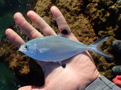 Trachinotus ovatus
