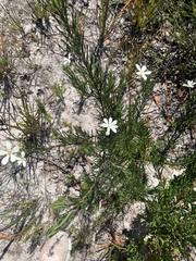 Ricinocarpos pinifolius