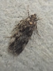 Barea codrella