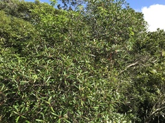 Ternstroemia gymnanthera