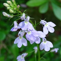 Lobelia homophylla