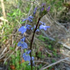 Lobelia homophylla