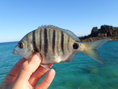 Diplodus puntazzo