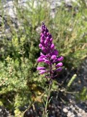 Comesperma