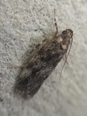 Barea codrella