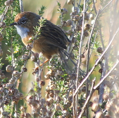 Stipiturus malachurus