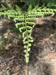 Calochlaena dubia
