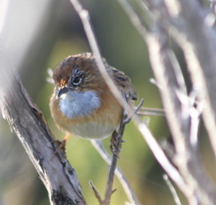 Stipiturus malachurus