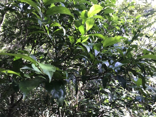 Aidia canthioides (Aidia canthioides)