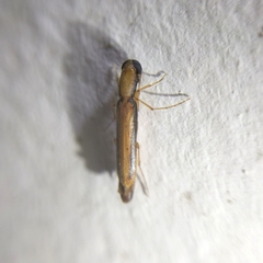 Lymexylidae