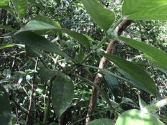Lasianthus hirsutus