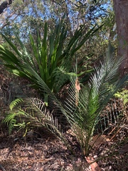 Macrozamia communis