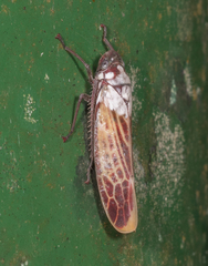Cicadellinae
