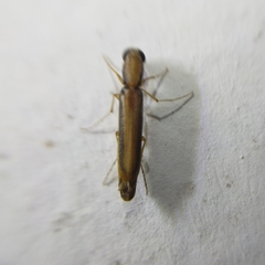 Lymexylidae