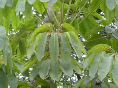 Heptapleurum actinophyllum