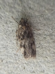 Barea codrella