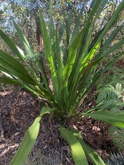 Doryanthes excelsa