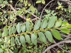 Ziziphus oenopolia