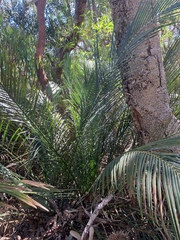 Macrozamia communis