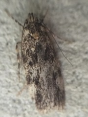 Barea codrella