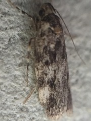 Barea codrella