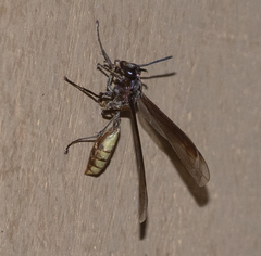 Apoica