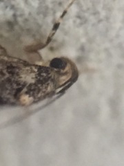 Barea codrella