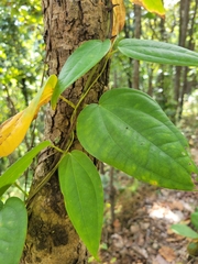 Thunbergia laurifolia