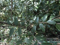 Castanopsis sieboldii