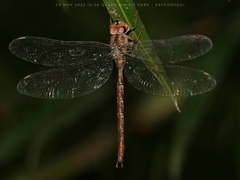 Gynacantha subinterrupta