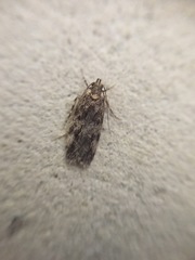 Barea codrella