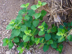 Acalypha californica