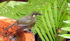 Microptilotis imitatrix