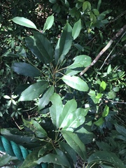 Elaeocarpus japonicus