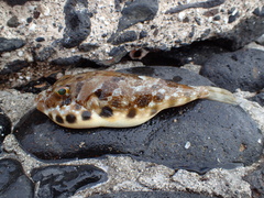 Sphoeroides marmoratus
