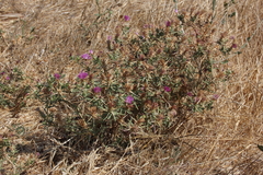 Centaurea calcitrapa
