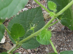 Acalypha californica