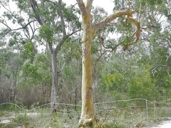 Angophora leiocarpa