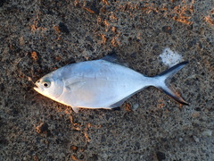 Trachinotus ovatus