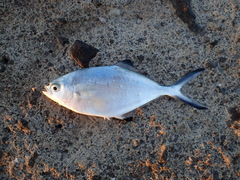 Trachinotus ovatus