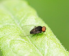 Lindneromyia
