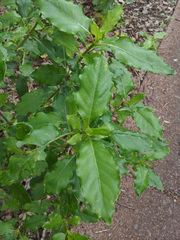 Coprosma acutifolia × Coprosma macrocarpa minor