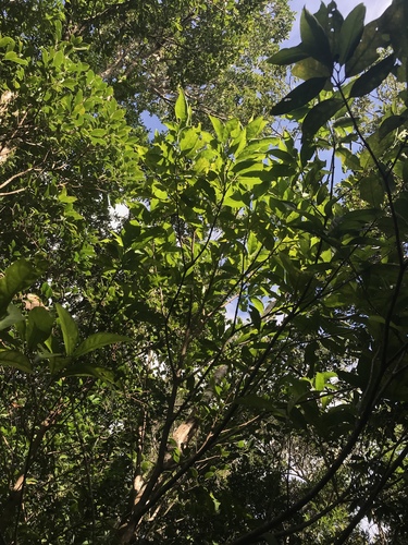 Aidia canthioides (Aidia canthioides)