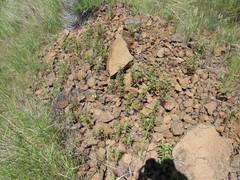 Scutellaria angustifolia